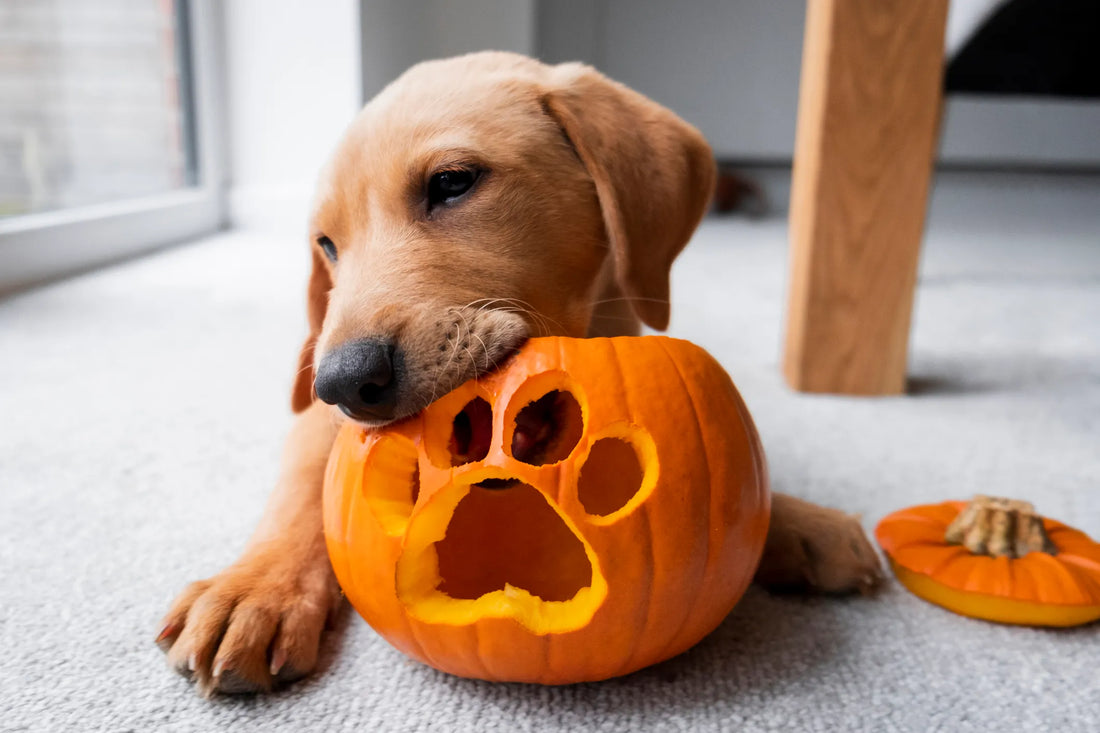 Can Dogs Eat Pumpkin? The Pumpkin Power