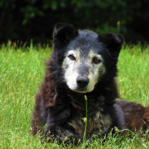 Teaching Old Dogs New Tricks: Myth or Reality?