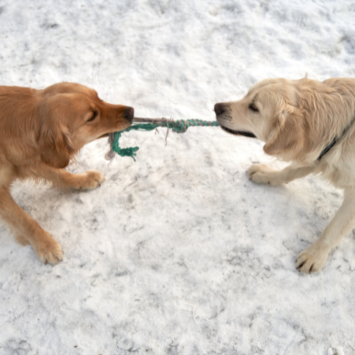 The Art of Tug of War: Building Canine Confidence