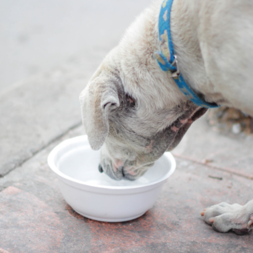 Pet Hydration: Tips for Keeping Your Pet Well-Hydrated