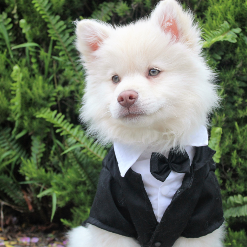 How to Plan a Pet-Friendly Wedding: Including Your Furry Friend in the Celebration