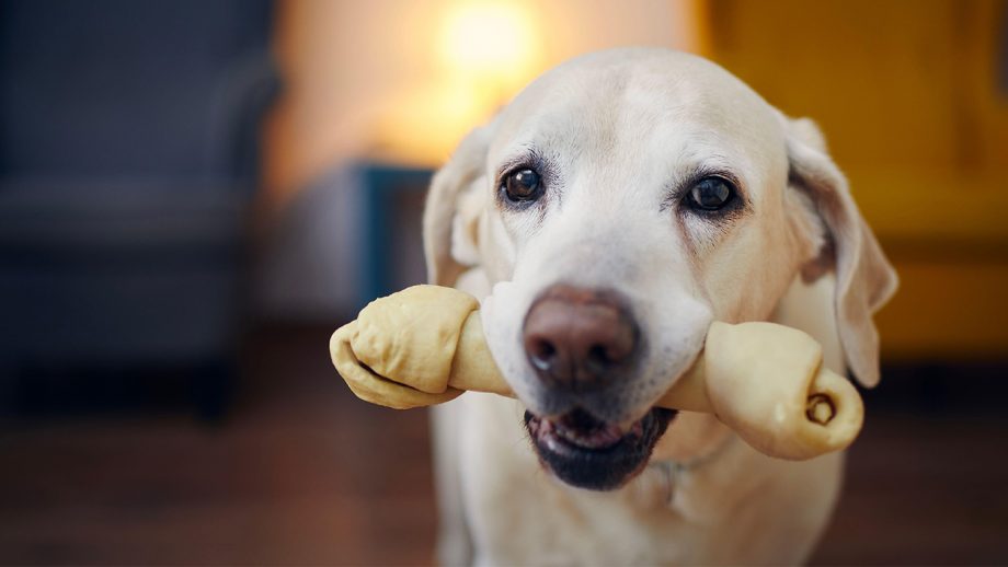 The Hidden Dangers of Rawhide Bones for Dogs: Choosing Safer Alternatives