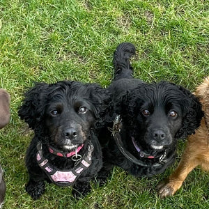 Group Walks